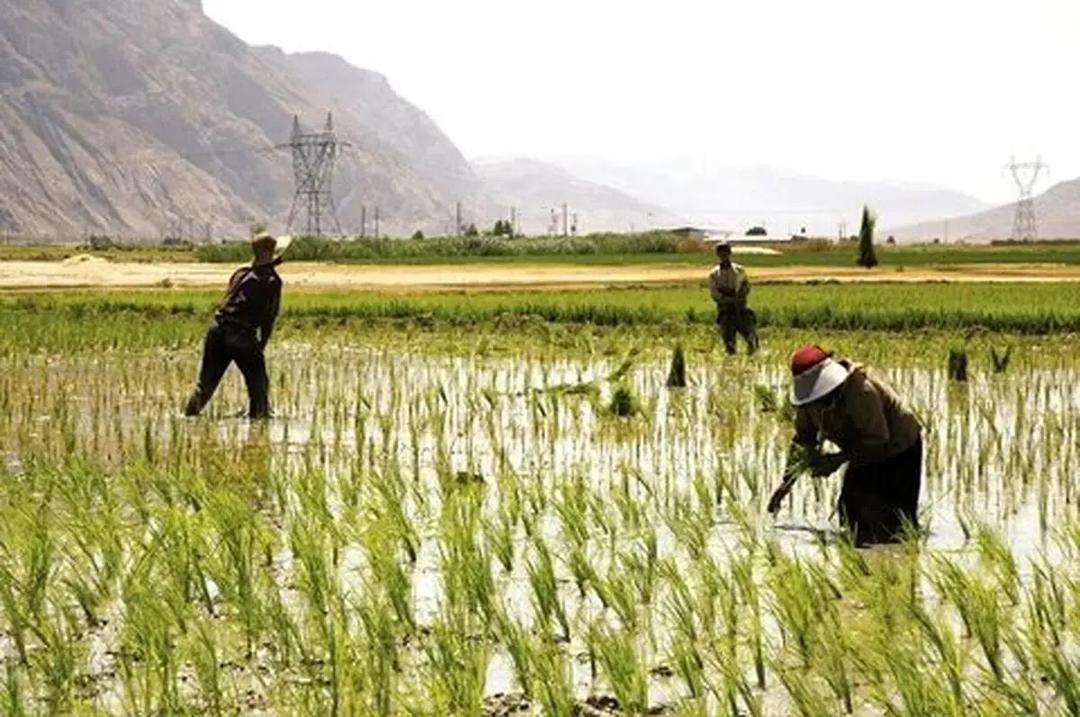 کشت پرآب در منطقۀ خشک فارس/ برنج و ذرت قاتلان خاموش منابع آبی استان هستند