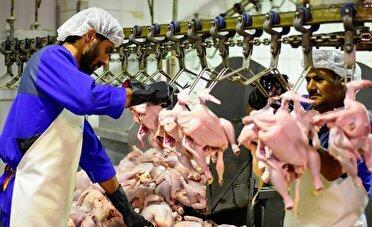 تشدید نظارت بر فعالیت کشتارگاه‌های طیور زنجان