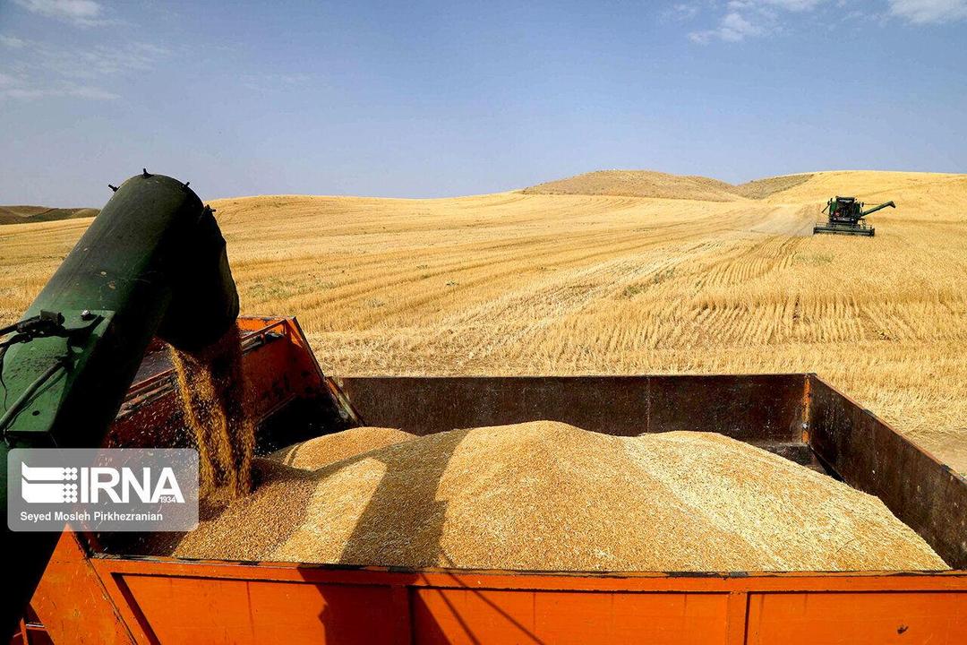 ۹۵درصد مطالبات گندم‌کاران کهگیلویه و بویراحمد پرداخت شد