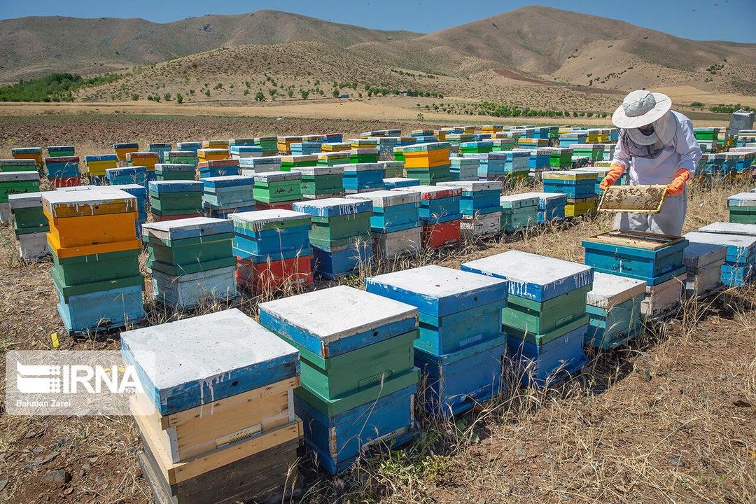 آغاز طرح سرشماری زنبورستان‌های کرمانشاه/۷۱۰۰ تن عسل سال گذشته در استان تولید شد