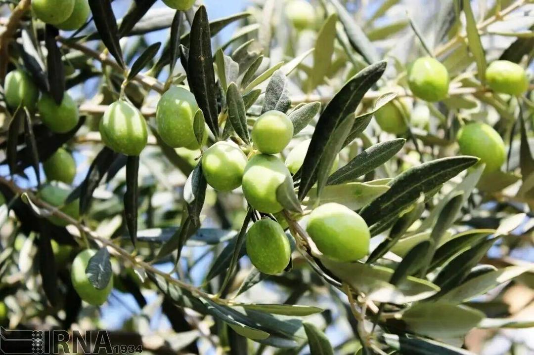 زنجان قطب زیتون ایران؛ پیش‌بینی برداشت ۲۵ هزار تن محصول از باغ‌های طارم