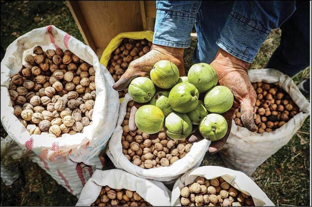 آغاز برداشت گردو از باغ‌های آذربایجان‌غربی