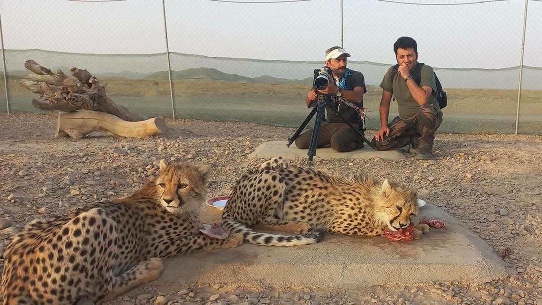 دیپلم افتخار جشنواره‌ی جهانی برای مستندساز سمنانی