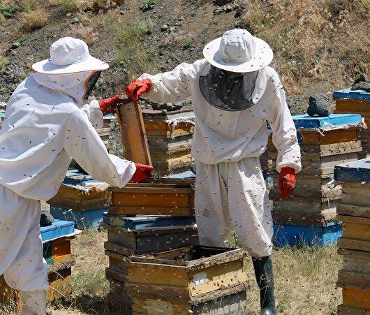آغاز سرشماری زنبورستان های استان ایلام