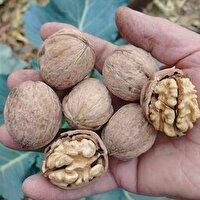شهر سهرورد مهیای پنجمین دوره جشنواره ملی گردو