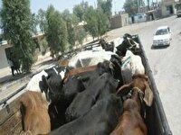 کشف ۳۷ راس دام سنگین قاچاق در سرچهان