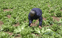 صادرات ۸۰ درصد کاهوی فریدن به خارج از کشور
