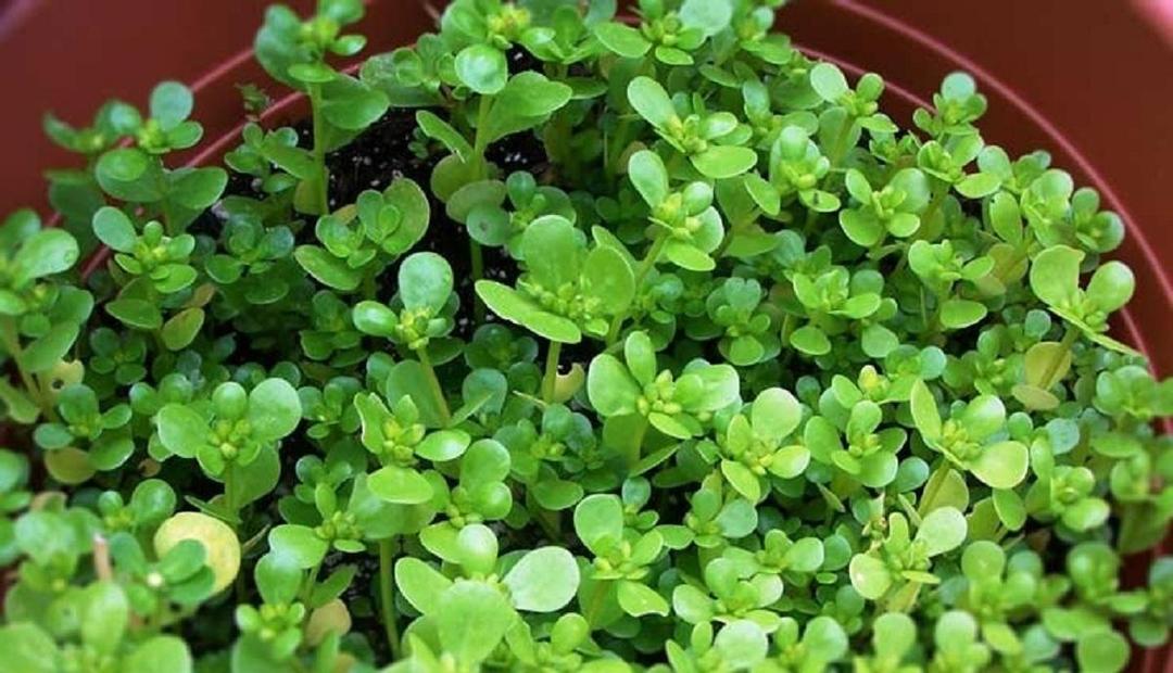 خواص سبزی خرفه (پرپین)؛ ۹ خاصیت شگفت‌انگیز که نمی‌دانستید!