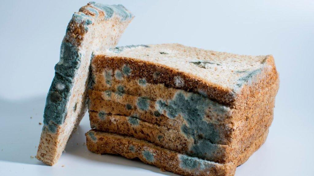 کدام کپک ها در غذا خطرناک است؟ ؛ چطور از کپک غذا پیشگیری کنیم؟
