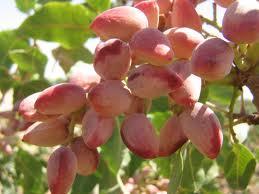 پیش‌بینی برداشت بیش از ۴۰ تُن پسته از باغات بارور همدان