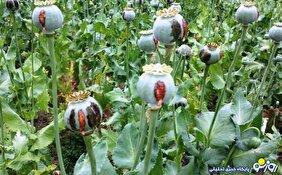 نماینده مجلسی که از کشت خشخاش در ایران استقبال کرد!