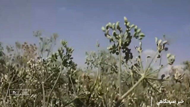 کشت رازیانه در ۳هزار هکتار از اراضی رزن + فیلم