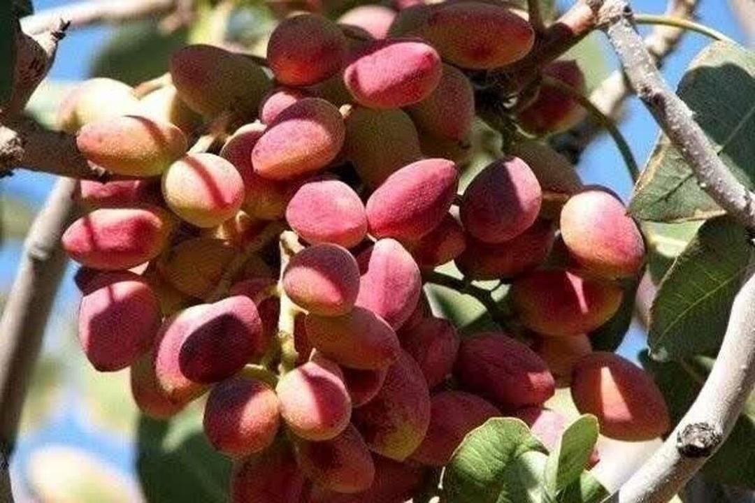پسته ورامین ناشناخته و در چنگال برندهای دیگر شهرهای کشور