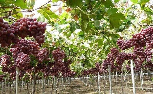 برداشت بیش از ۱۷ هزار تن انگور از تاکستان‌های بروجرد