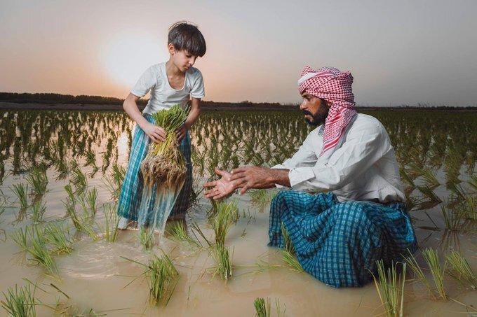 تصویری عجیب از شالیزار در سرزمین شن!