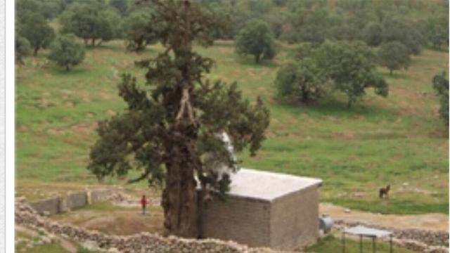 ساماندهی درخت کهنسال سرو باشت؛گامی برای حفظ میراث۲۷۸۰ساله
