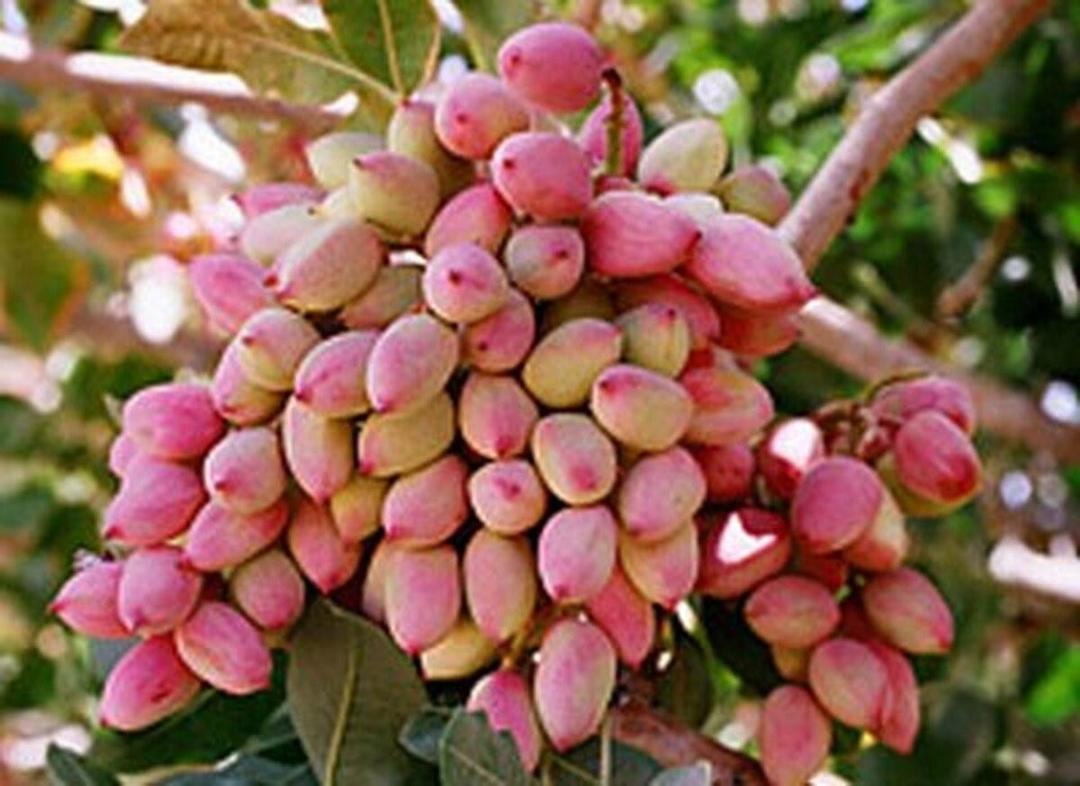 پسته خراسان شمالی؛ ارزآور و با کیفیت اما ناشناخته