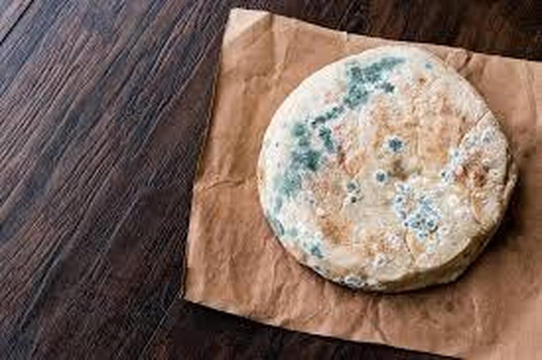 وجود این کپک ها روی غذا خطرناک است/ با این ترفندها نگذارید مواد غذایی کپک بزنند