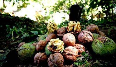 گردوی تویسرکان صاحب نشان تجاری اختصاصی می‌شود