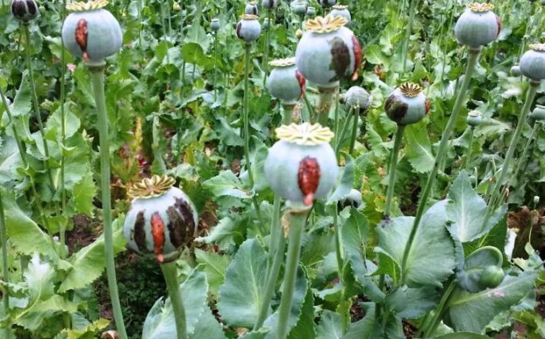 کشت خشخاش در ایران به هیچ‌وجه صحت ندارد