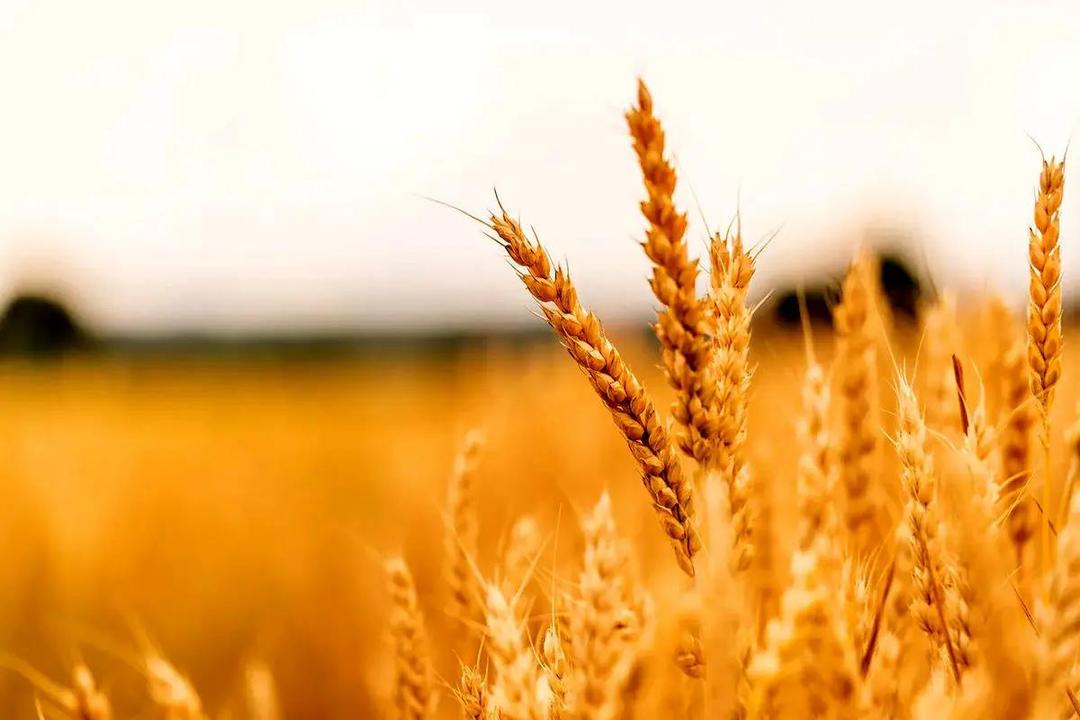 بلاتکلیفی در بازار گندم؛ آغاز کشت بدون قیمت تضمینی