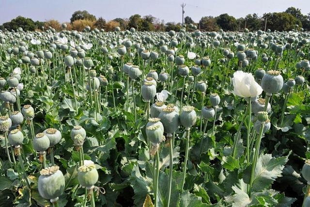 بالاخره خشخاش در ایران کشت می‌شود یا نه؟