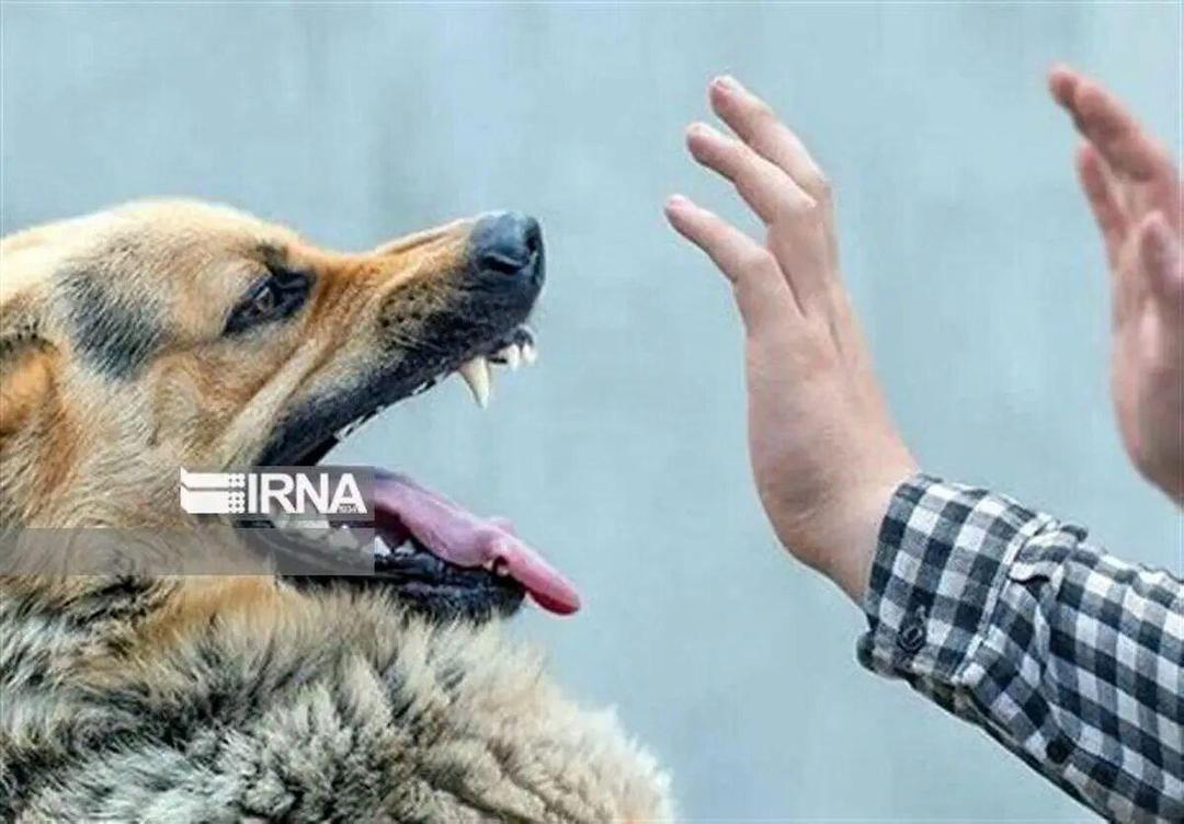 حمله سگ هار در «میان‌جلگه» خراسان رضوی مرگ صاحبش را رقم زد