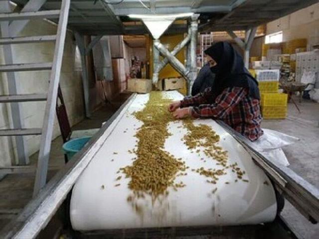 ۱۱۳ واحد صنایع تبدیلی انگور در آذربایجان‌شرقی فعال است