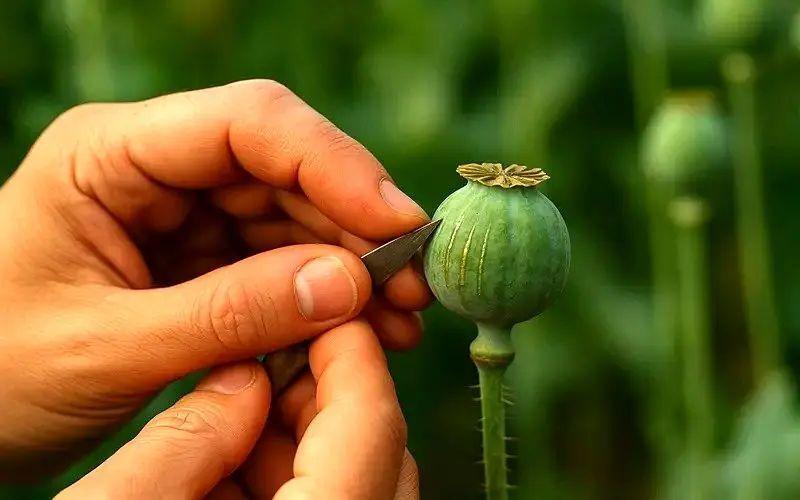 ستاد مبارزه با مواد مخدر: شایعه آزاد شدن کشت خشخاش صحت ندارد؛ بحث درباره نوع خاصی از شقایق به منظور مصارف دارویی است که در ایران رشد می‌کند/ سیاست کلی نظام در مبارزه با مواد مخدر تغییری نکرده