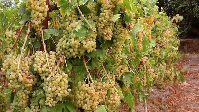 فیلم/ آغاز برداشت انگور از باغات آذربایجان‌غربی