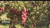 بروجرد قطب تولید سیب در لرستان