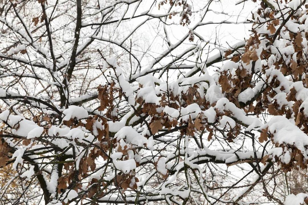 رویای بارش‌ زمستانه؛ بارش های نرمال دردی از بی آبی دوا می‌کند؟