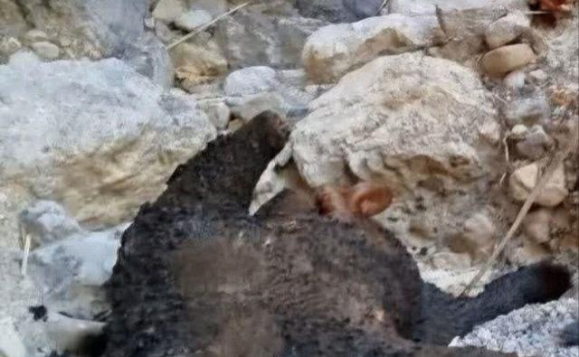 خرس ۵ ساله سوزانده شد