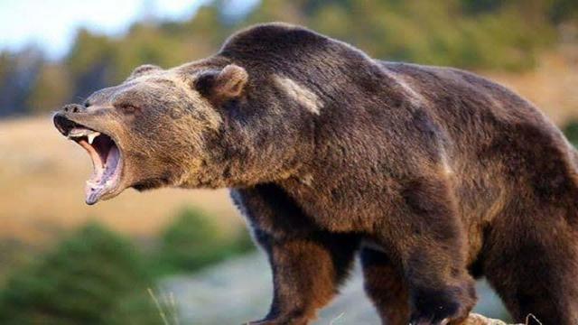 خرس، یک کشاورز در بلده مازندران را راهی بیمارستان کرد