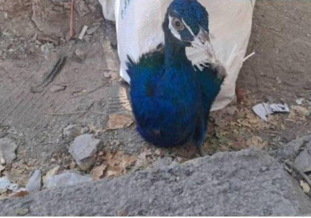 ۱۰ قطعه طاووس هندی قاچاق در مرز باشماق مریوان کشف شد