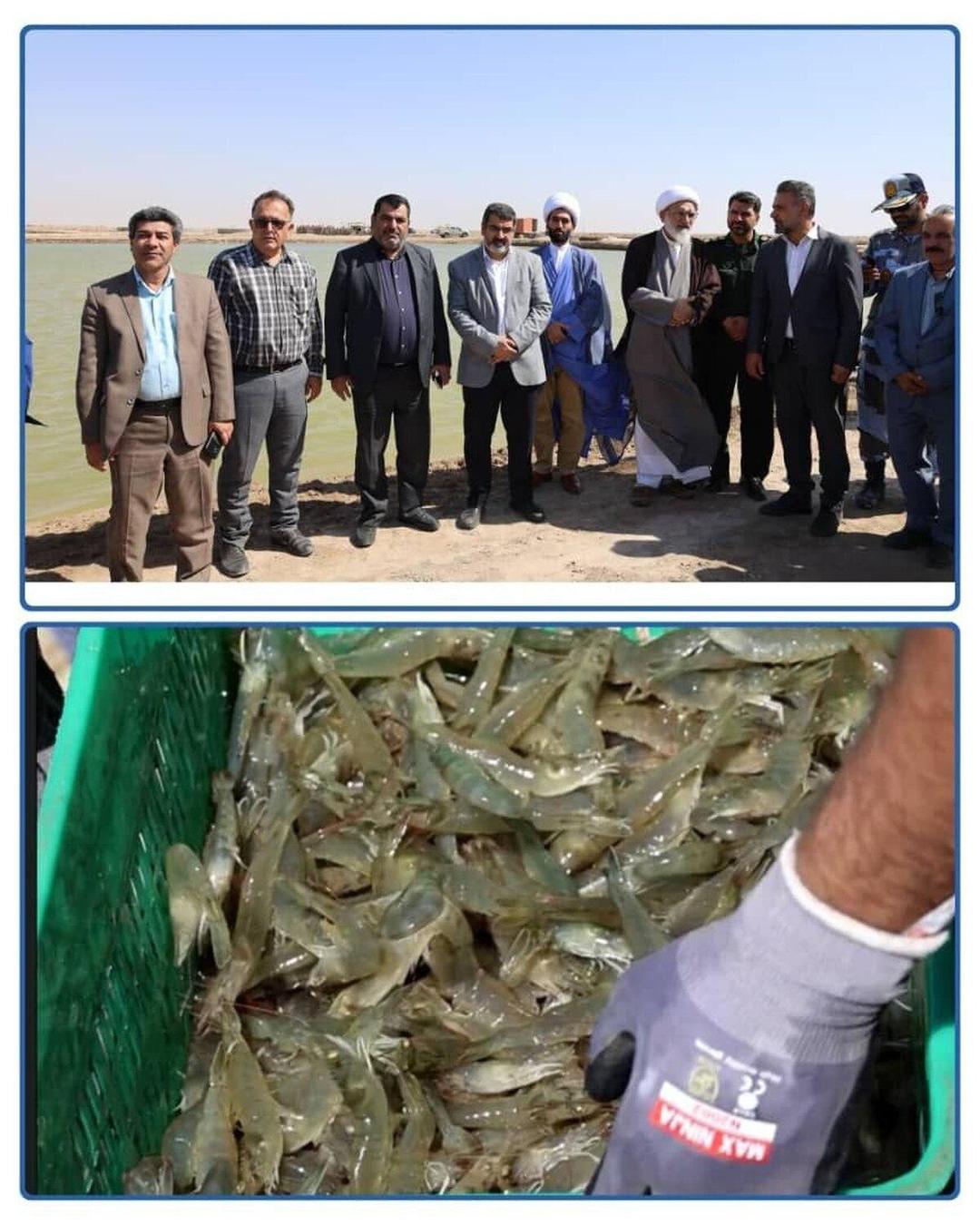 مراسم برداشت میگو پرورشی از مزارع تحقیقاتی اتاق بازرگانی آبادان در چوئبده و اروندکنار آغاز شد