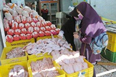 پرواز مرغ پر کنده از بازار زنجان