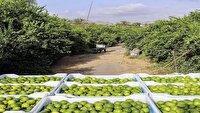 برداشت لیموترش از باغ‌های خنج