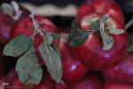 برداشت سیب از باغات میوه شهرستان اهر