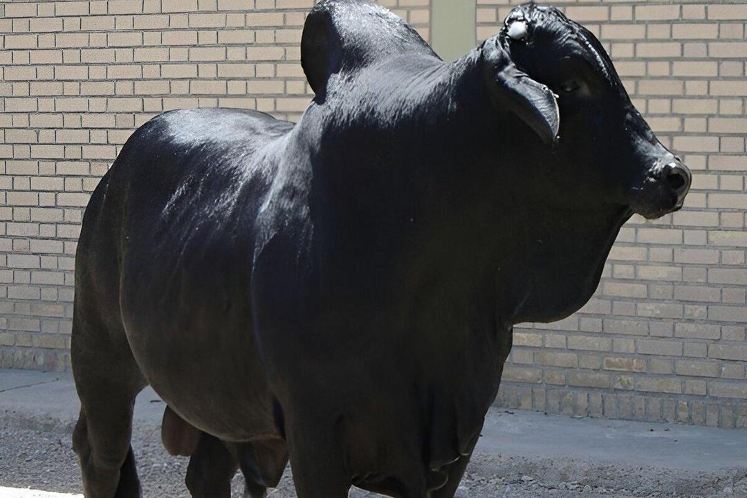 گاو سیستانی، میراث زنده ۵ هزار ساله ایران
