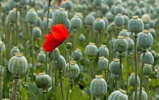 کاهش کشت خشخاش در منطقه، زنگ خطری جدی برای داروهای حیاتی ایران