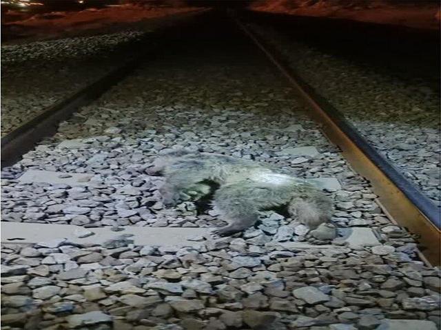 مرگ تلخ ۲ قلاده حیوان با ارزش و شاخص ایران پس از برخورد با قطار
