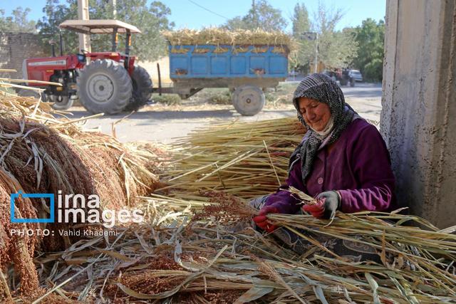 فیلم/ جاروبافی خراسان شمالی؛ از دل روستا تا بازارهای جهانی
