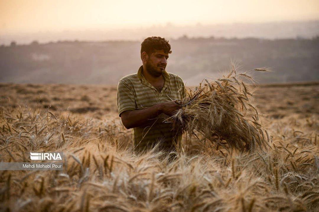 ۹۶ درصد مطالبات گندمکاران خراسان رضوی پرداخت شد