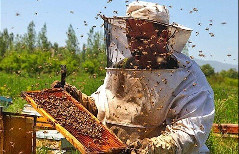 آذربایجان‌غربی سالانه بیش از ۲۳ هزار تن عسل تولید می‌کند