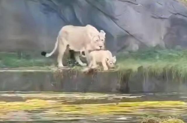فیلم/ حس مادرانه در حیات وحش