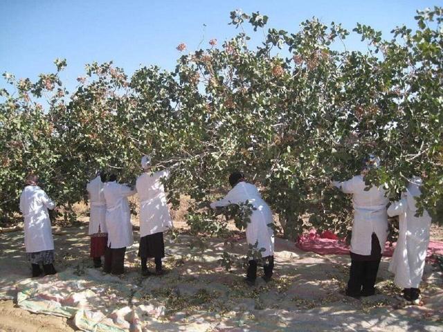 تجارت پسته رُشتخوار در دست تجار افغانستانی