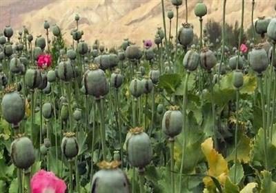 خشخاشِ وزارت بهداشت یا شقایقِ ستاد مبارزه با مواد مخدر؛ کدام کِشت می‌شود؟