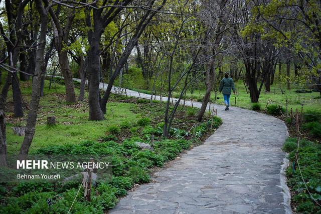 علیزاده: ۸۰۰۰ گونه گیاهی و نمونه در باغ گیاه‌شناسی نوشهر ثبت است