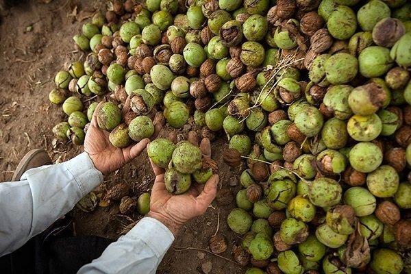 ظرفیت مغفول طلای سبز در ایلام؛ ضرورت ورود به زنجیره فرآوری مدرن